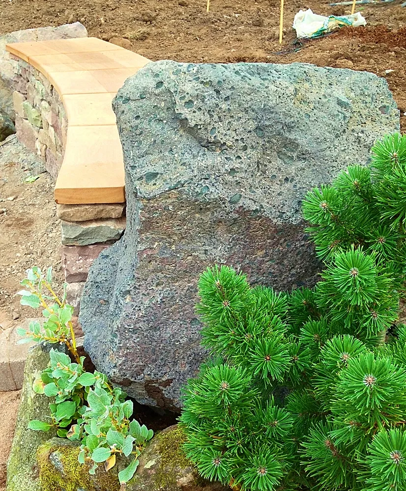Forfar Pinus mugo